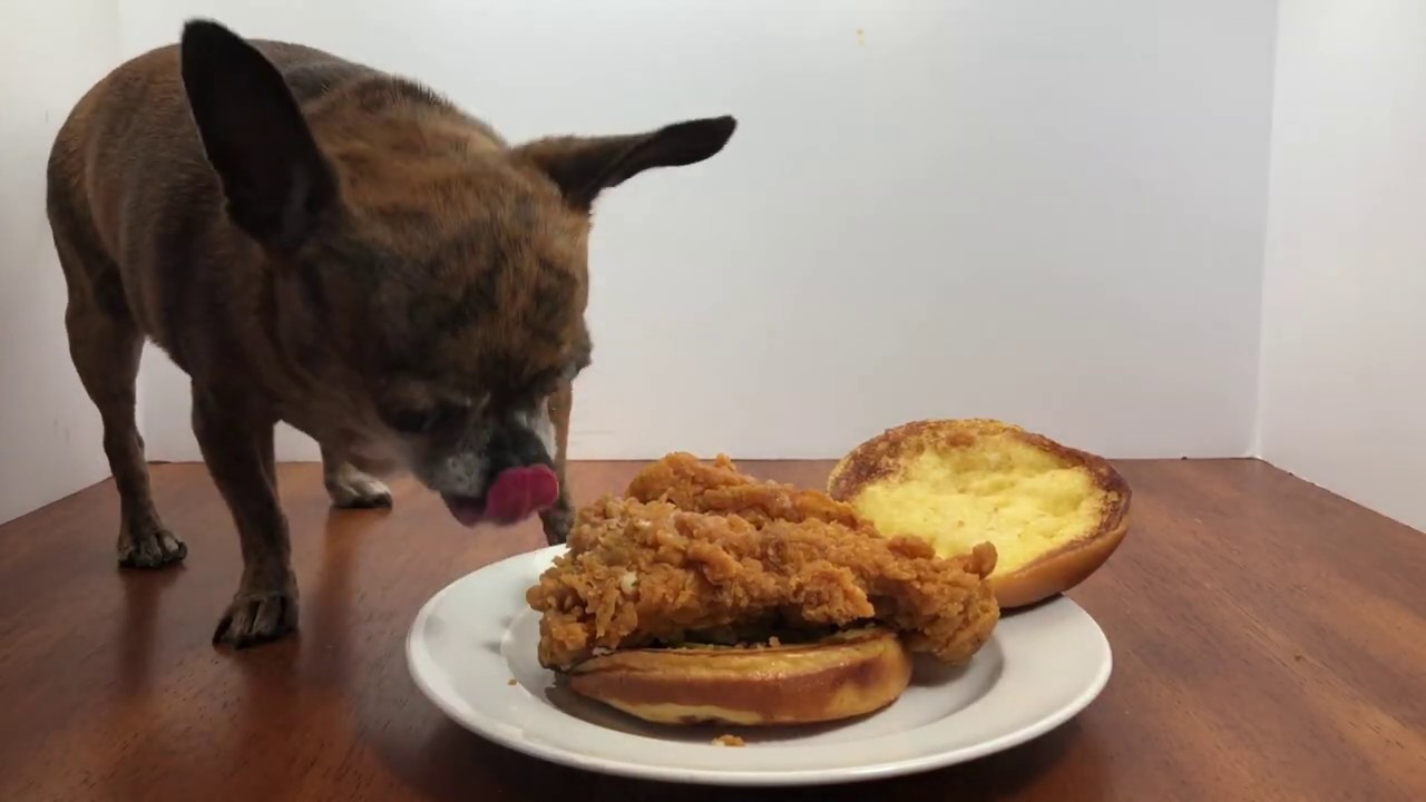 Chihuahua eats Popeyes chicken sandwich! ASMR Mukbang
