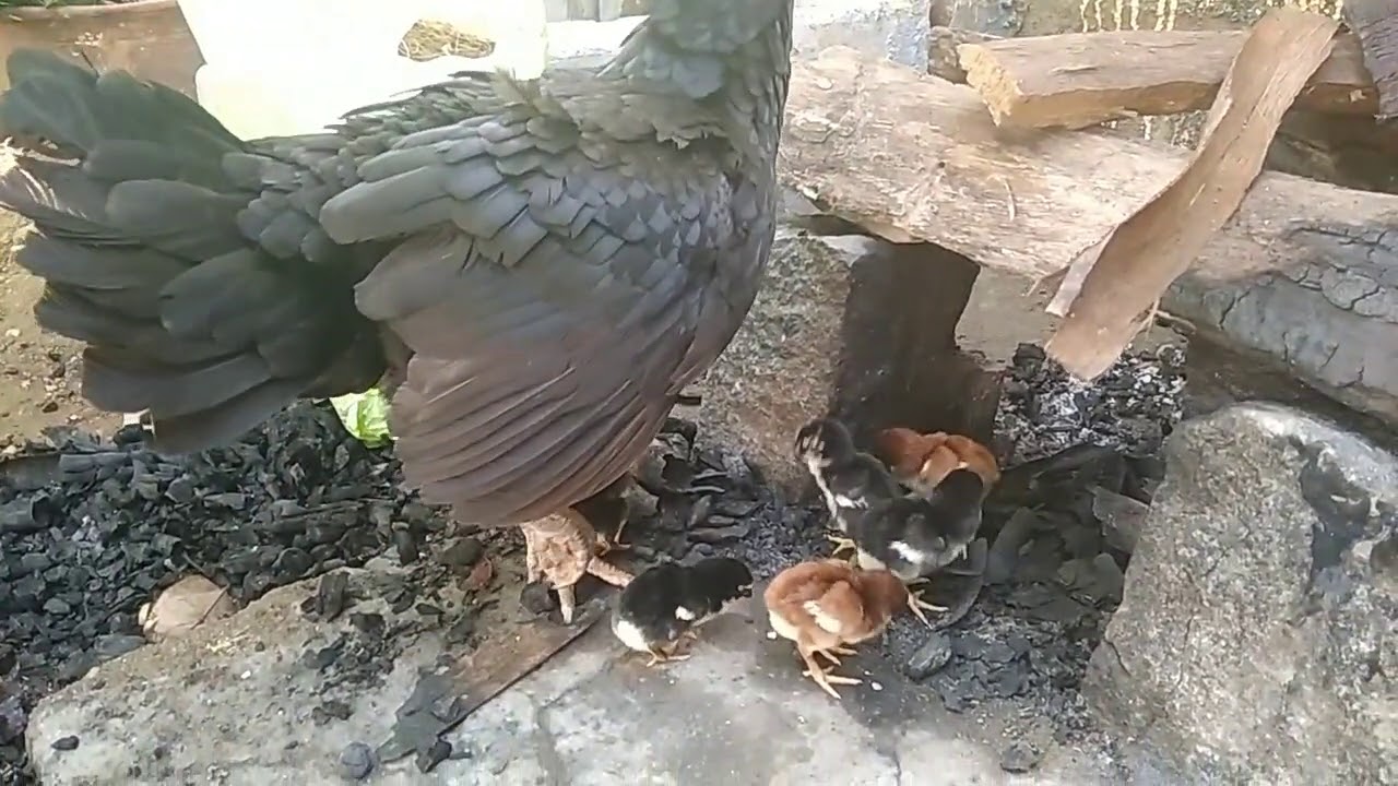 Peruvedai chicks sale