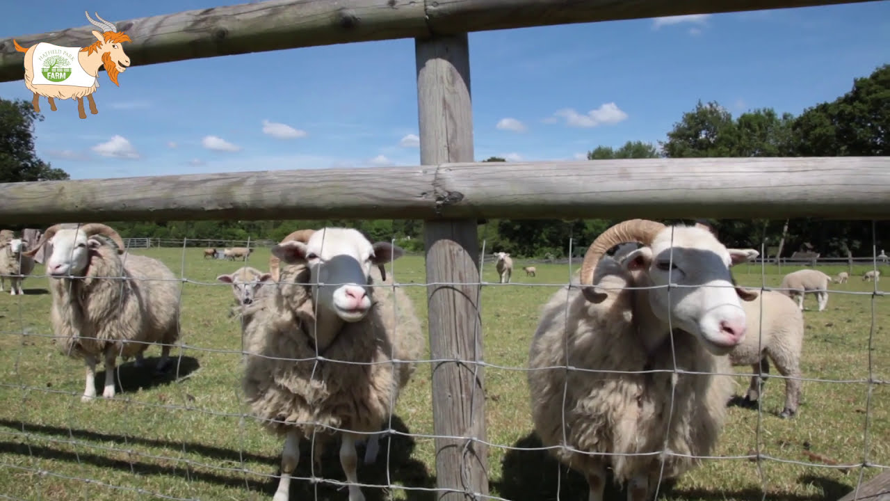 Hatfield Park Farm