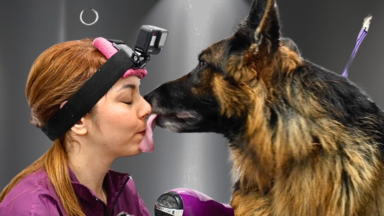 I Groomed This German Shepherd Differently to Protect His Heart🥹❤️
