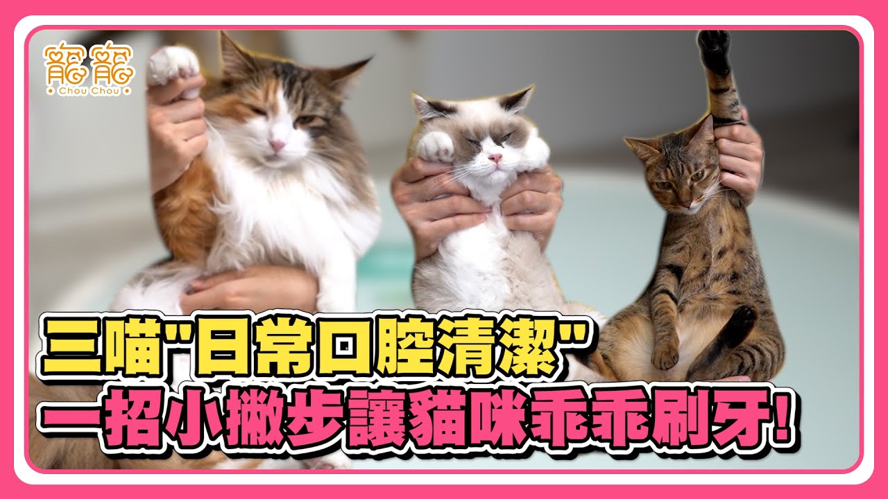 三喵日常