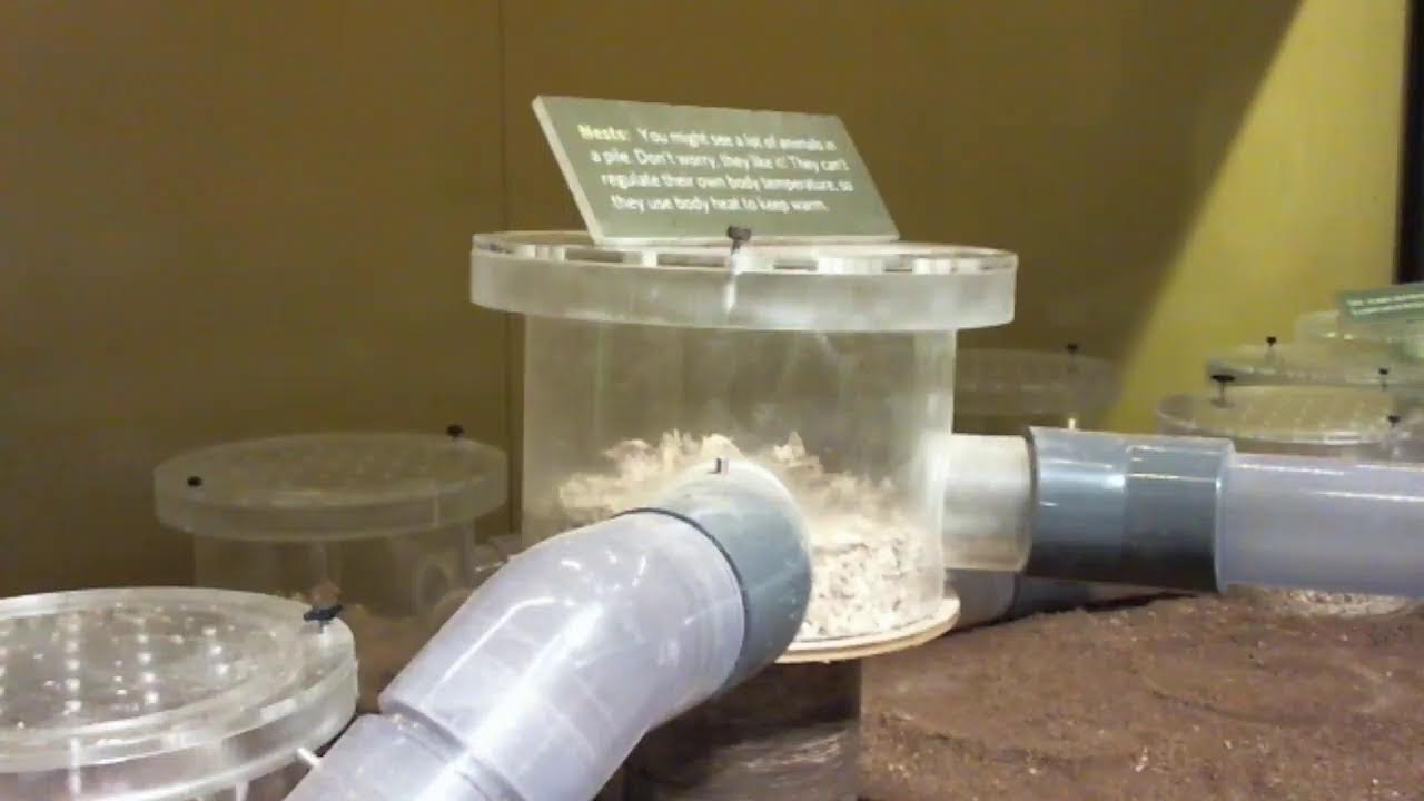 Naked Mole Rat Live Stream at Liberty Science Center