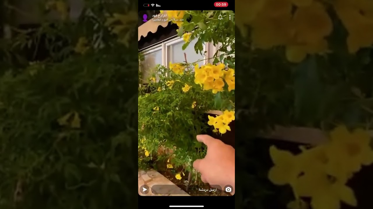 شجرة التيكوما