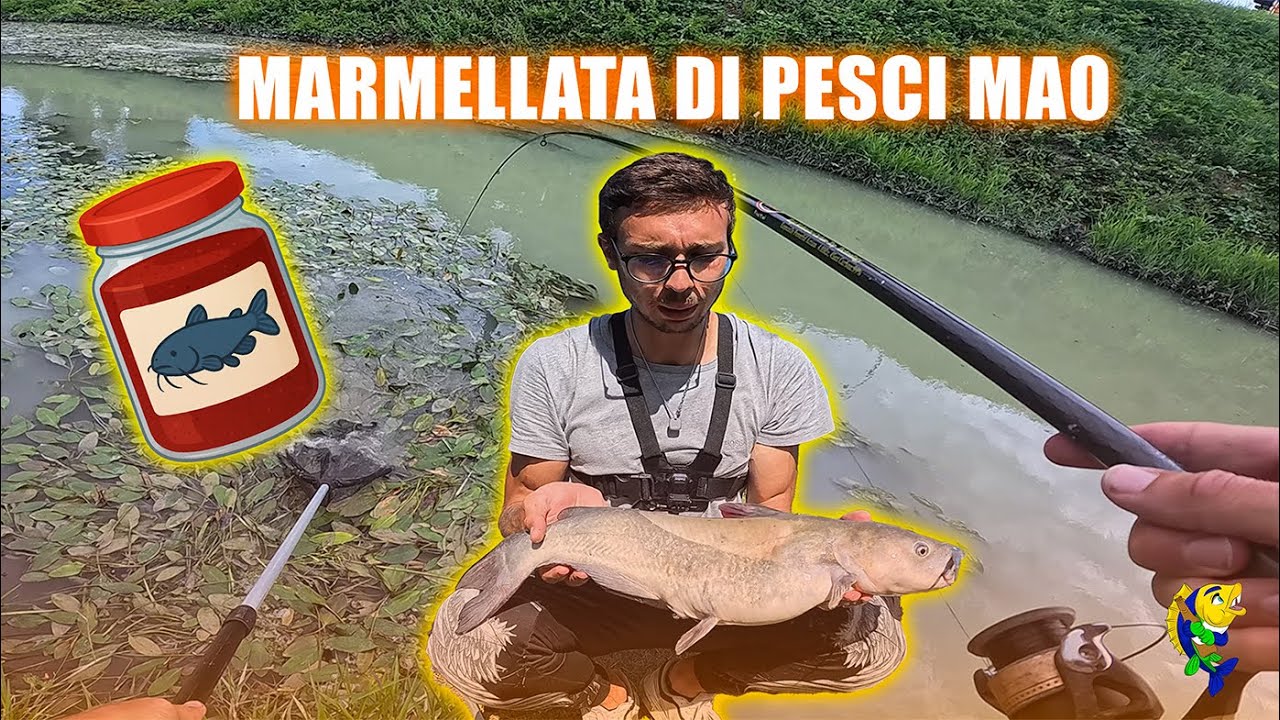 MARMELLATA di PESCI GATTO nel CANALE CITTADINO! PESCA al PESCE GATTO con la BOLOGNESE!