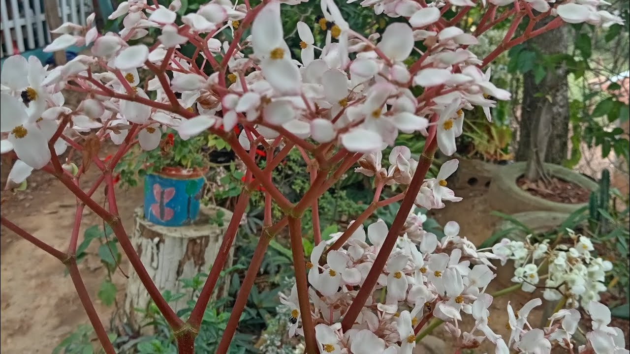 LA FLORACIÓN DE MARZO QUE MARAVILLA MI BELLO JARDÍN 