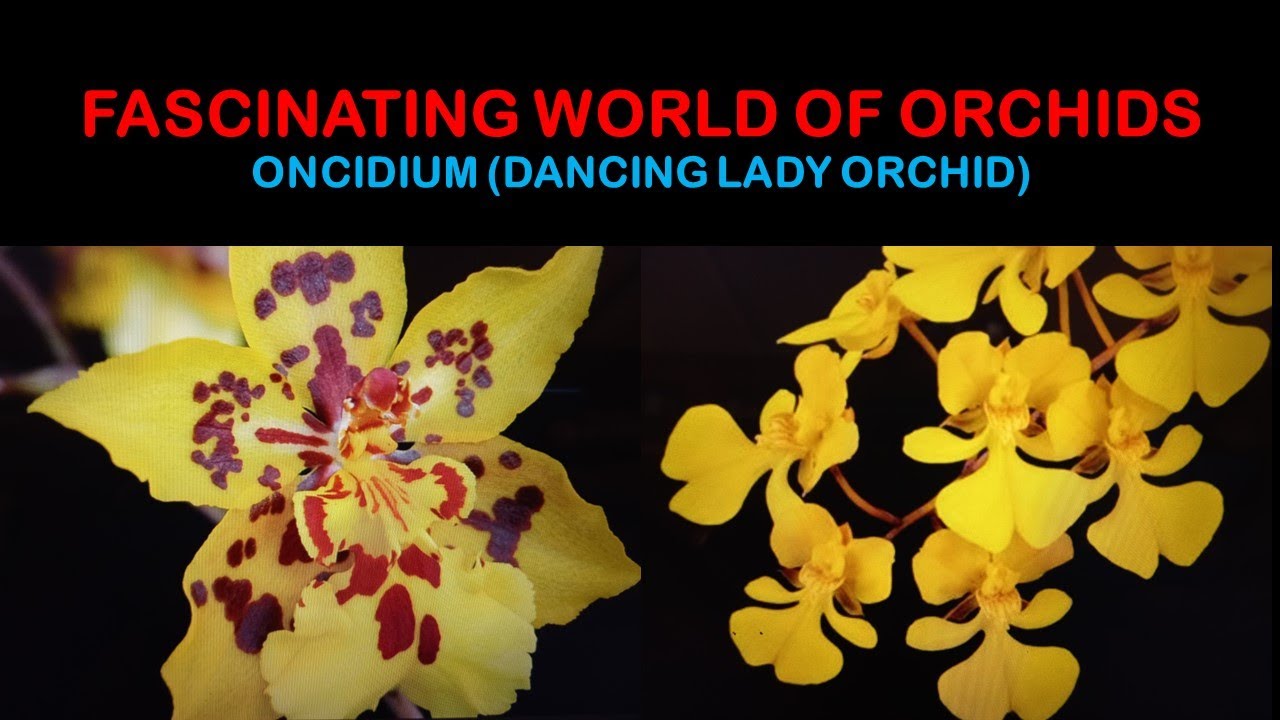 FASCINATING WORLD OF ORCHIDS #ONCIDIUM#orchids#dancing lady orchid