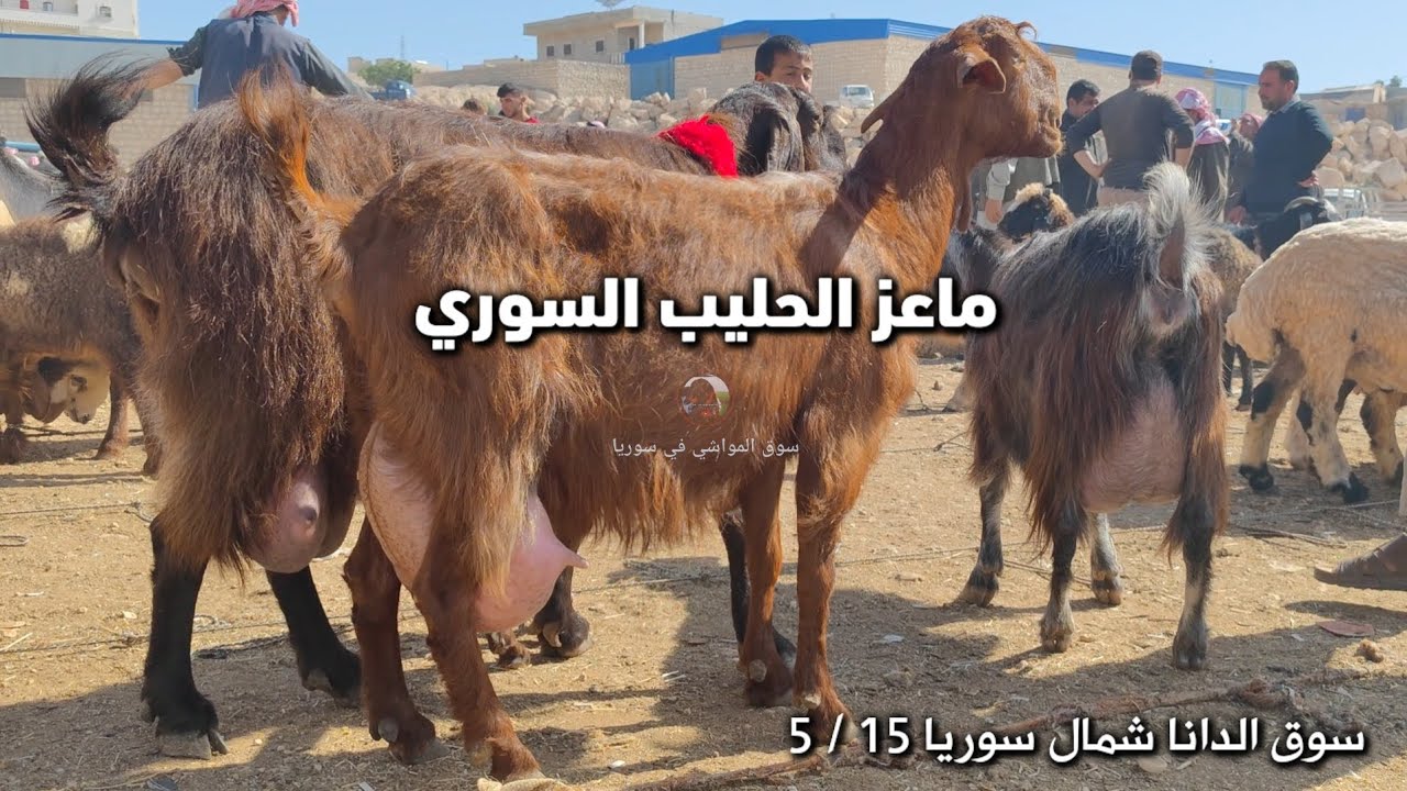 سوق الغنم بالدانا 15 / 5 عروض اليوم : ( كبش فحل/ غنم/ ماعز حليب/ فطايم/ كراجير معابير/ خروف وردي )