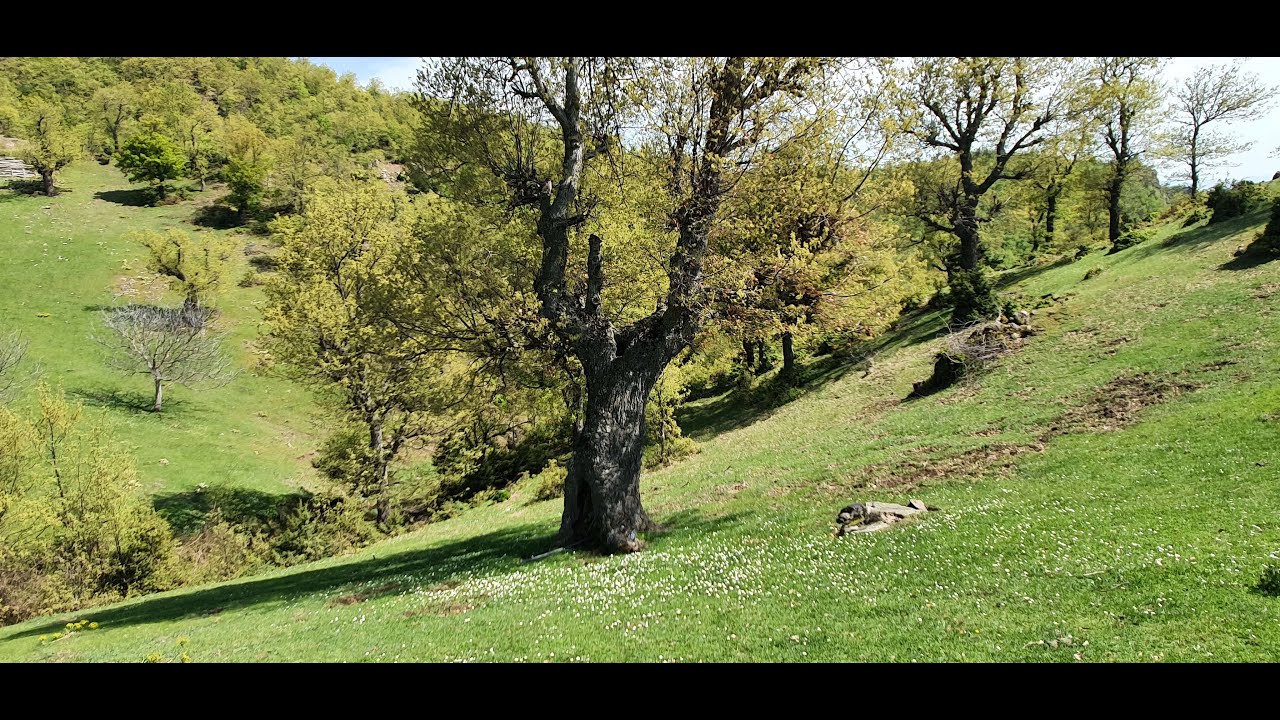 Pelitin Dibi, Yaylada geçen çocukluğa