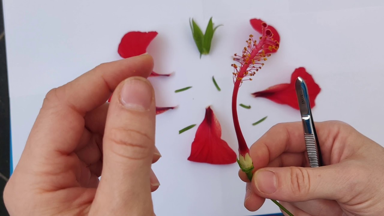 Dissection d'une fleur