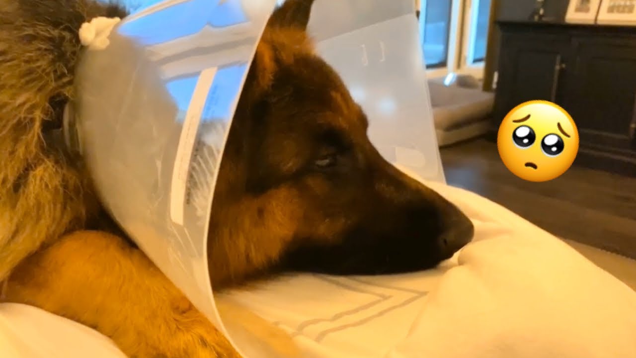 Eiko gets a cone | The Diary of German Shepherds