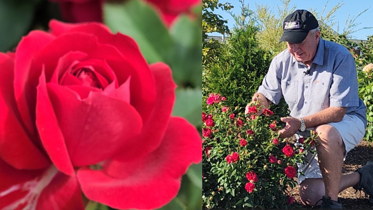 Rose True Bloom® True Love™ // Outstanding (Trialed & Tested) Little Rose For Everyone's Garden