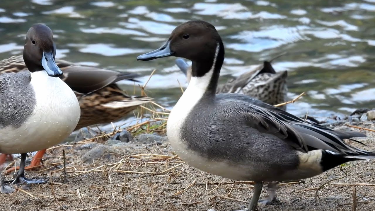 オナガガモ & マガモ (2025) 4K / Northern Pintail & Mallard