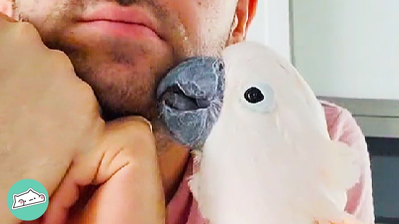 Owner Could Not Believe A Cockatoo Could Say Such Things | Cuddle Birds