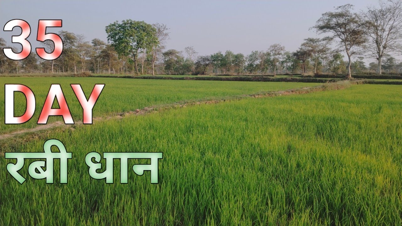 रबी धान अपडेट March 2026