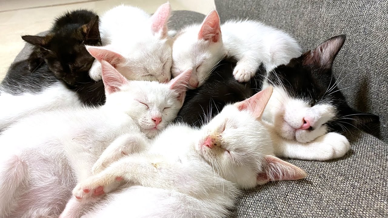 遊び疲れて先住猫の上で寝ちゃった保護子猫
