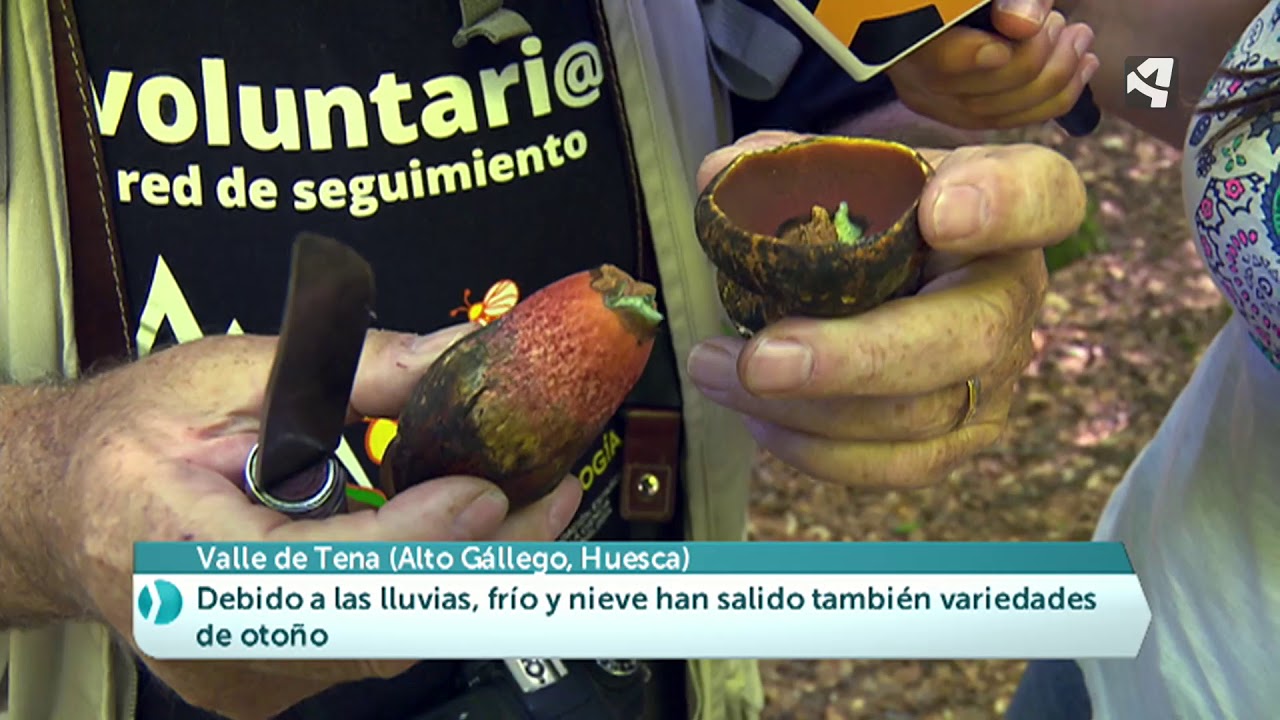 Excelente campa&ntilde;a de setas