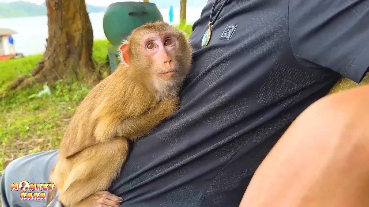 A heartwarming moment showing affection between dad and Monkey Kaka.
