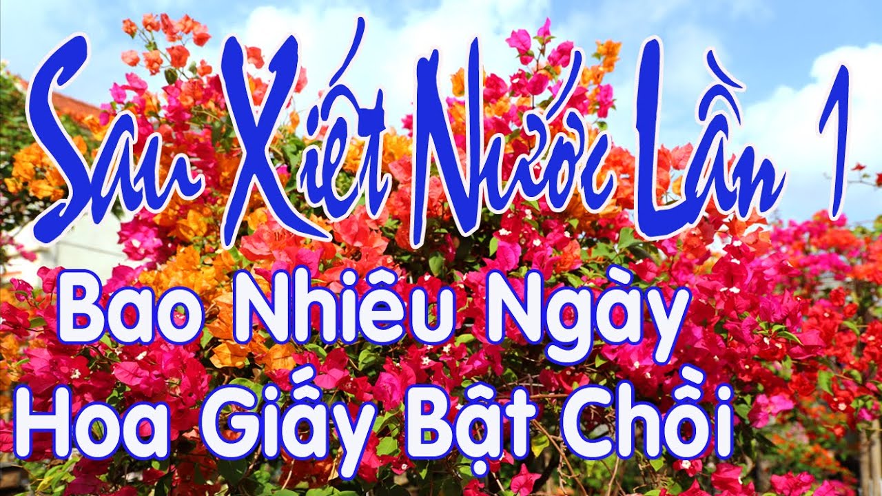 Sau Khi Xiết Nước Lần 1 Bao  Nhiêu Ngày Hoa Giấy Bật Chồi