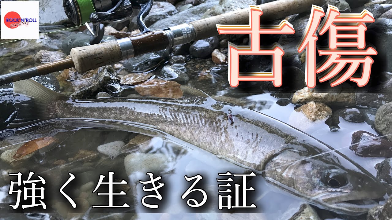 【トラウトフィッシング】本流トラウト　強いイワナと出会う