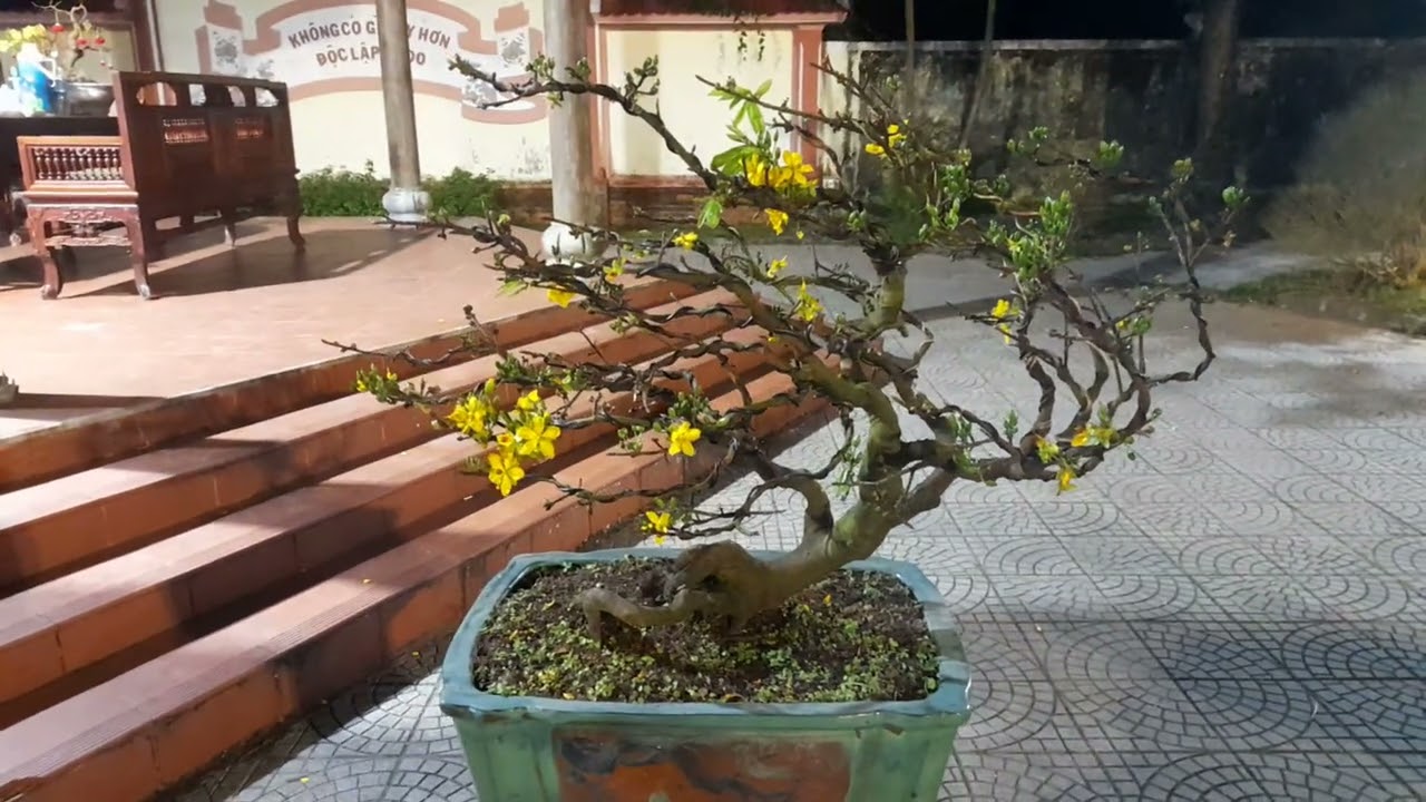 Viễn du ngắm Hoàng Mai!