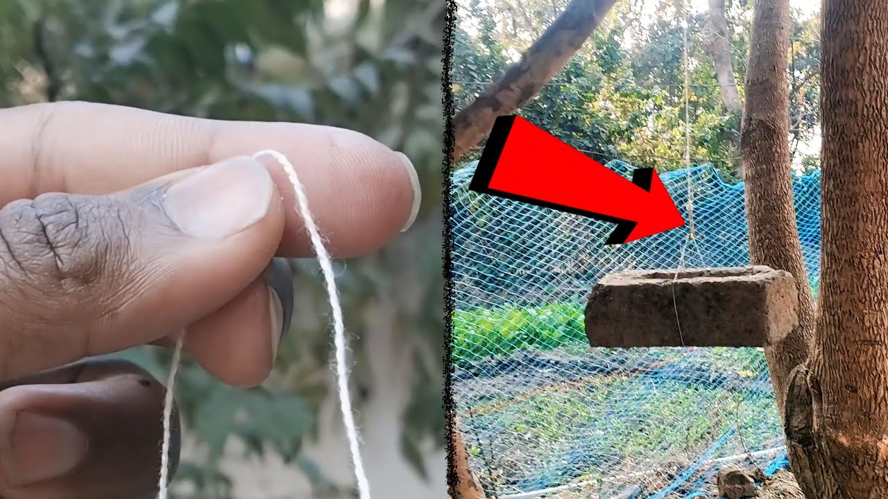 Little Cotton Dhaga How Powerful Is It || Strong Chaking 