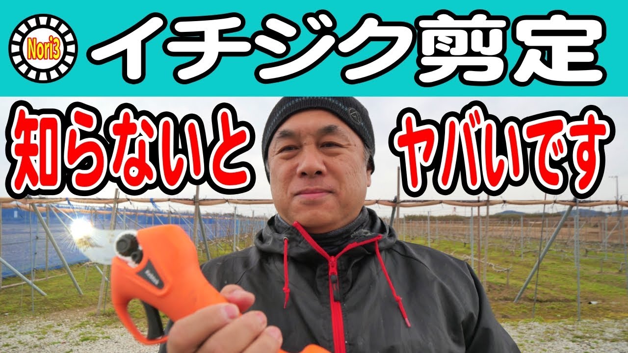 イチジク剪定　しらないとヤバいです　2022