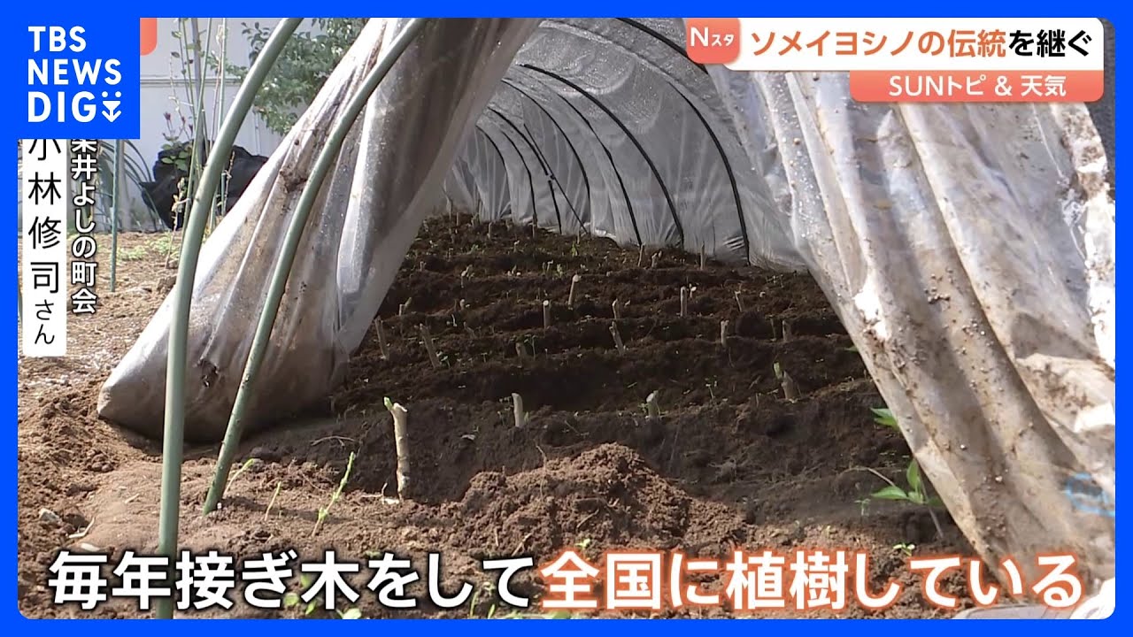 ソメイヨシノ発祥の地　染井吉野桜記念公園　今も続く「接ぎ木」活動　成長した苗木は全国に植えられ花を咲かす　東京・豊島区【SUNトピ】｜TBS&nbsp;NEWS&nbsp;DIG