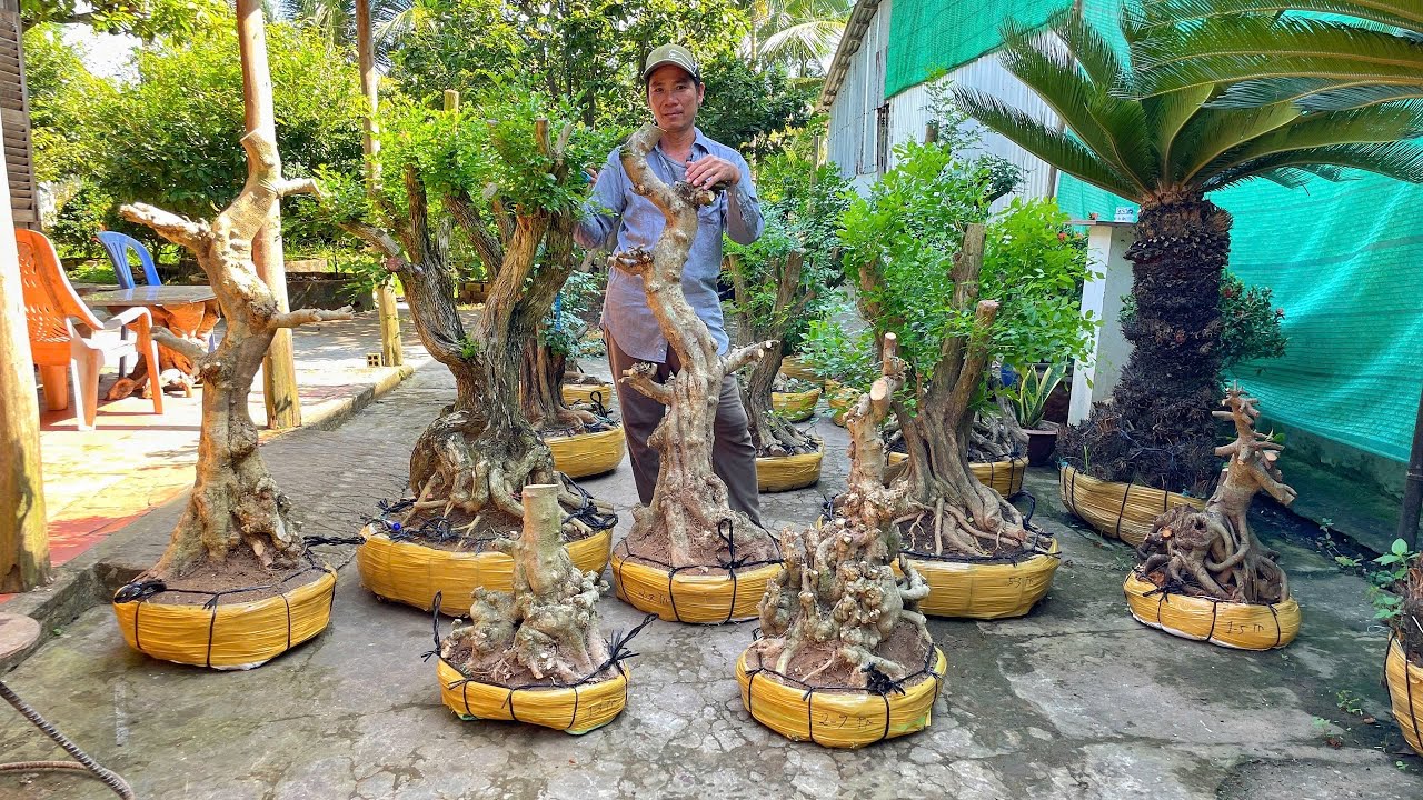 Tèo Em 11/11 chào bán cây Nguyệt Quế, Hoa Giấy, Mai Chiếu Thủy, Si Hồng, Kim Quýt #0964752090