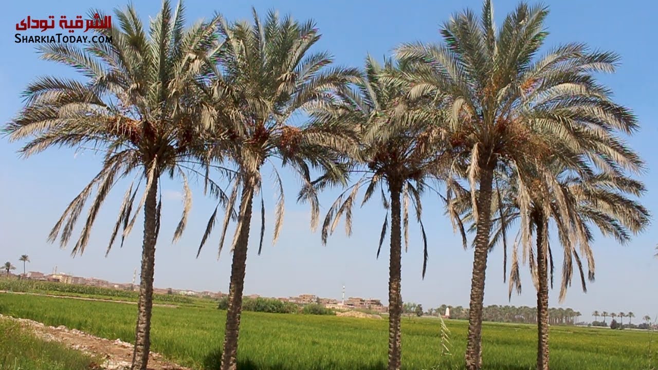 جامعة الزقازيق تطور قرية فقيرة في الشرقية