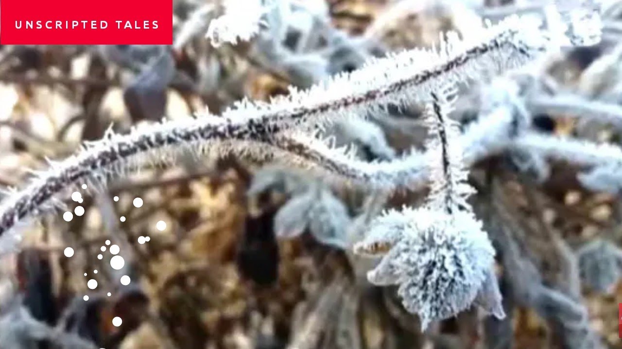 Rajasthan's Sikar at -1&deg;C | Cold Weather
