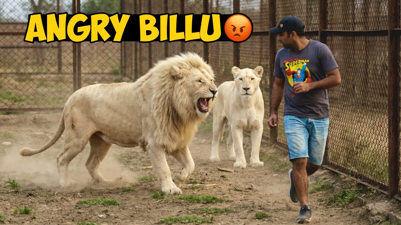 Billu Itna Gusse Mein Kyun Tha? Bella Ko Qareeb Aane Se Rok Diya! 😱🦁