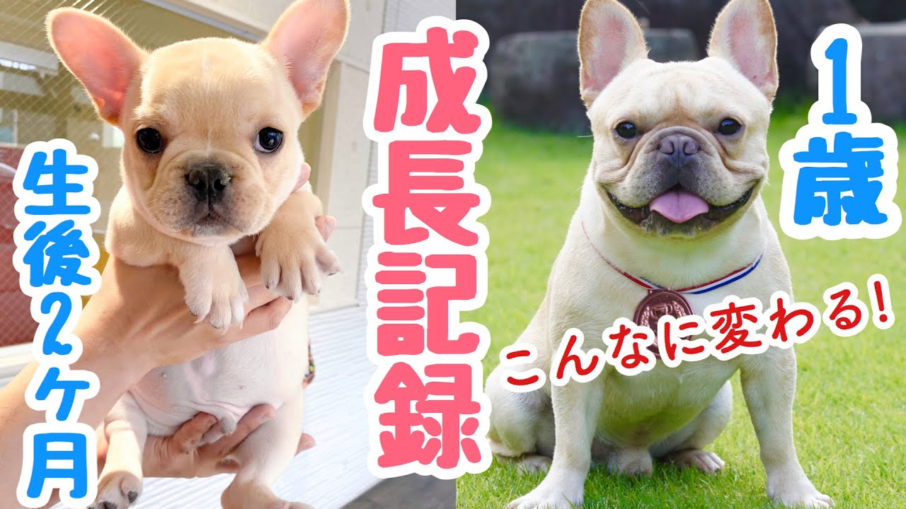 お迎えから１歳までの成長記録！フレンチブルドッグのルーク【Luke VLOG #65】
