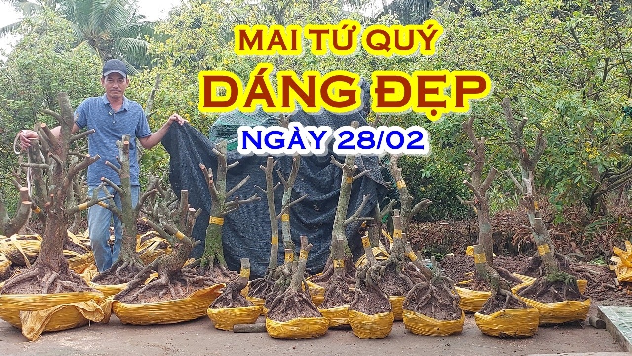 ANH HÙNG 📲 O977O98935 GIÁ TỐT - MAI TỨ QUÝ GIAO LƯU NGÀY 28/02 