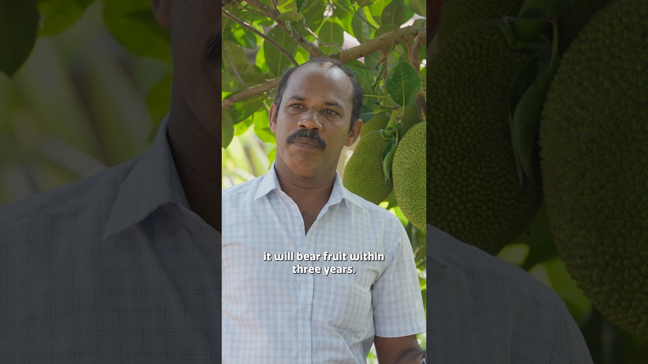 Fastest way to grow jackfruit