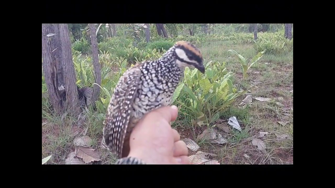 Lên hàng hiếm nha ae . Mỏ ngắn không cựa . Gáy cực kỳ nhanh miệng