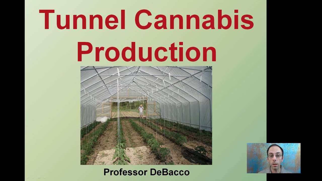 Tunnel Cannabis Production
