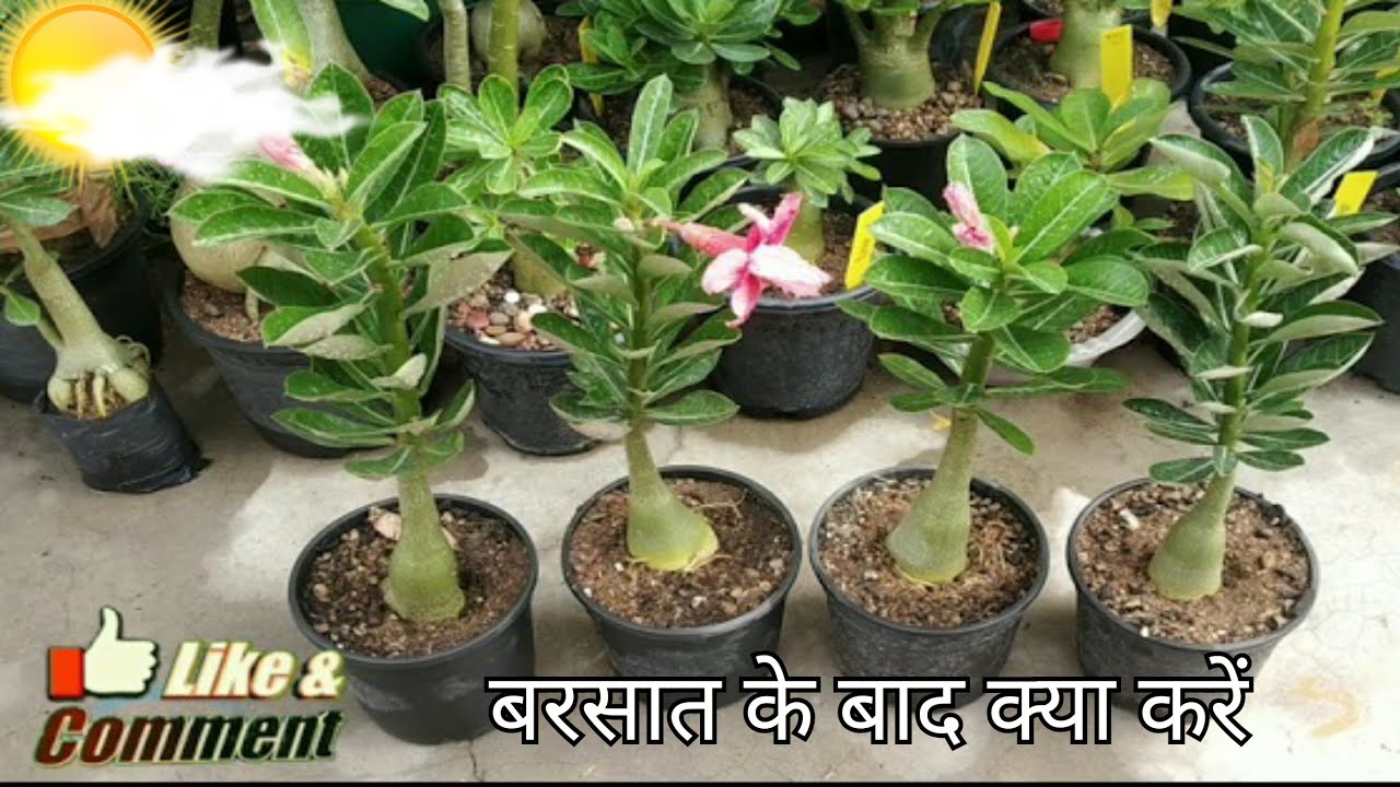 Adenium care after rainy season बरसात का मौसम खत्म होने के बाद ये काम जरूर करिए #adenium