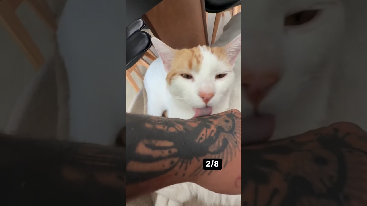 Los Pantera Mora 