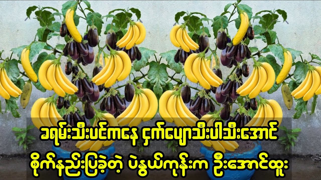 ခရမ်းသီးပင်ကနေ ငှက်ပျောသီး သီးအောင်စိုက်နည်းပြခဲ့တဲ့ ပဲနွယ်ကုန်းက ဦးအောင်ထူး