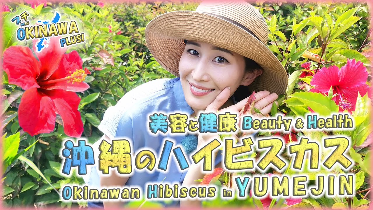 【沖縄の自然：健康と美容】🌺魔法の花：ハイビスカス in YUMEJIN（今帰仁村）🌺【Petit OKINAWA PLUS!】【🇯🇵字幕👂】