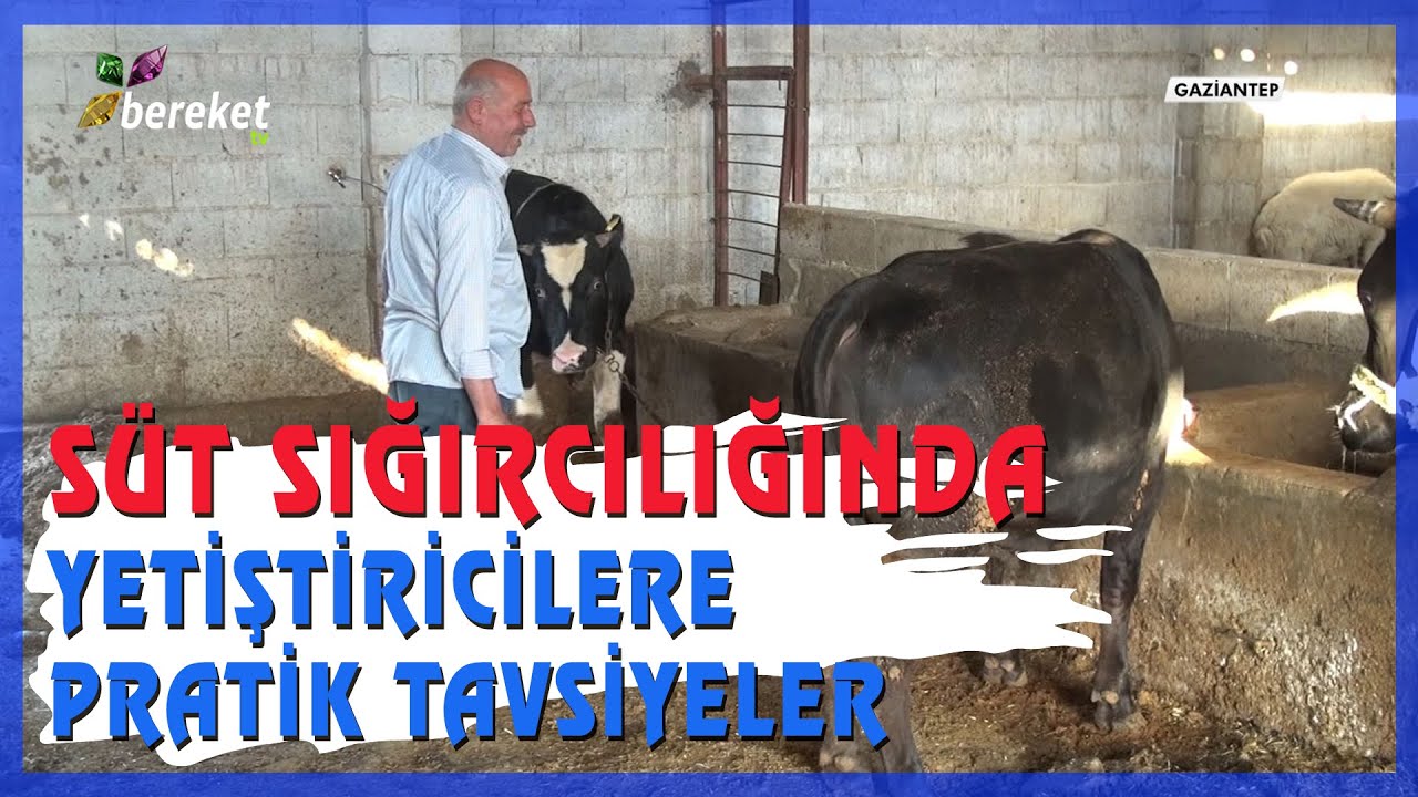 Hayvancılık Dünyası - Süt Sığırcılığında Barınak Koşulları ve Sıcaklık Stresi