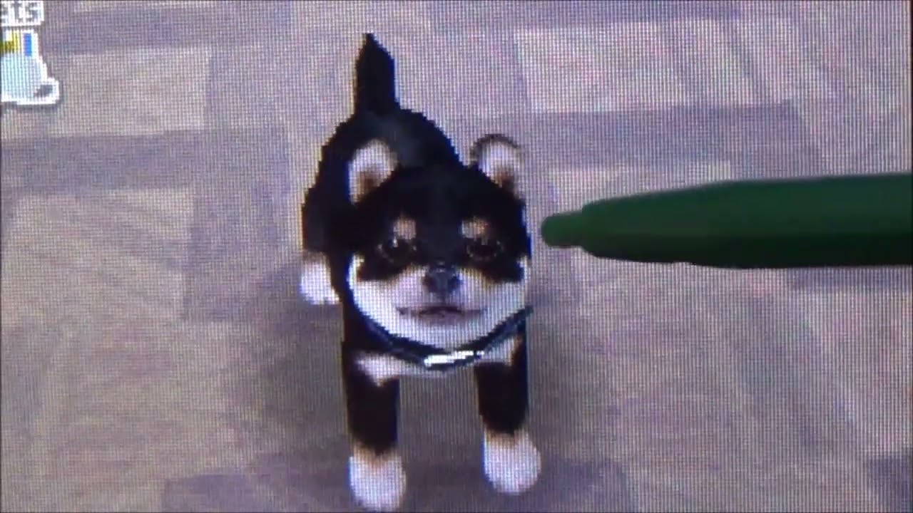 Nintendogs V.L ( Je lui apprend La Patte à Naruto & Séance de jeu + Promenade )
