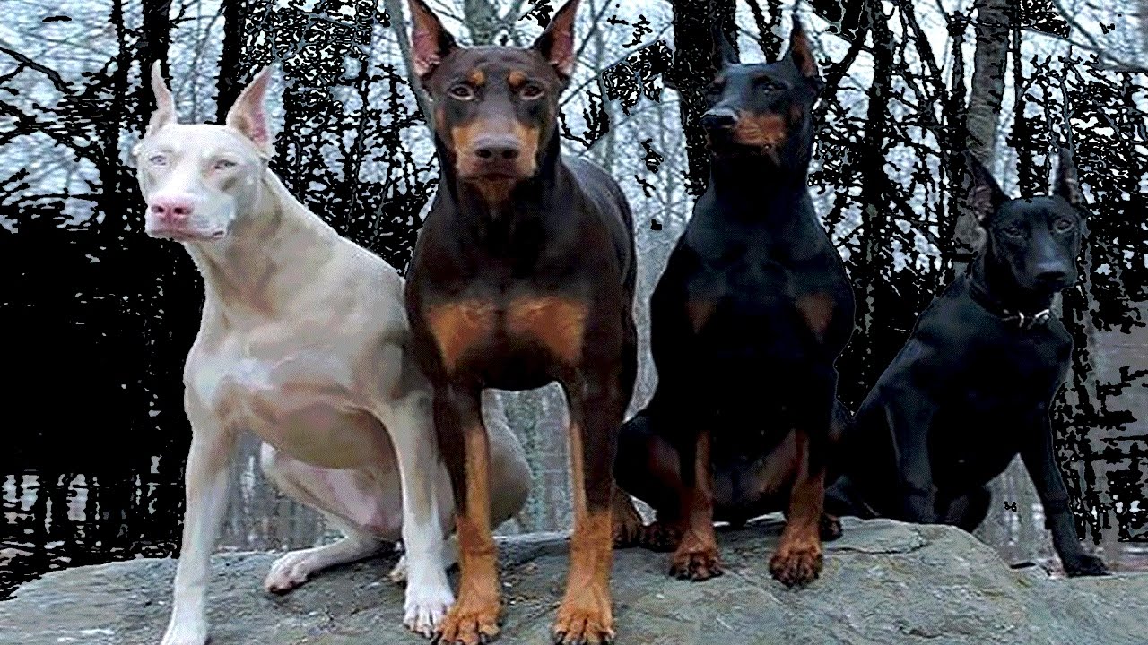 4 Tipos De Doberman Únicos En El Mundo