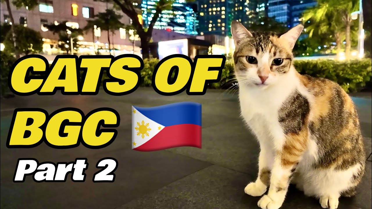 Cats of BGC 🇵🇭 Part 2 - Evening Edition 🐈🌙