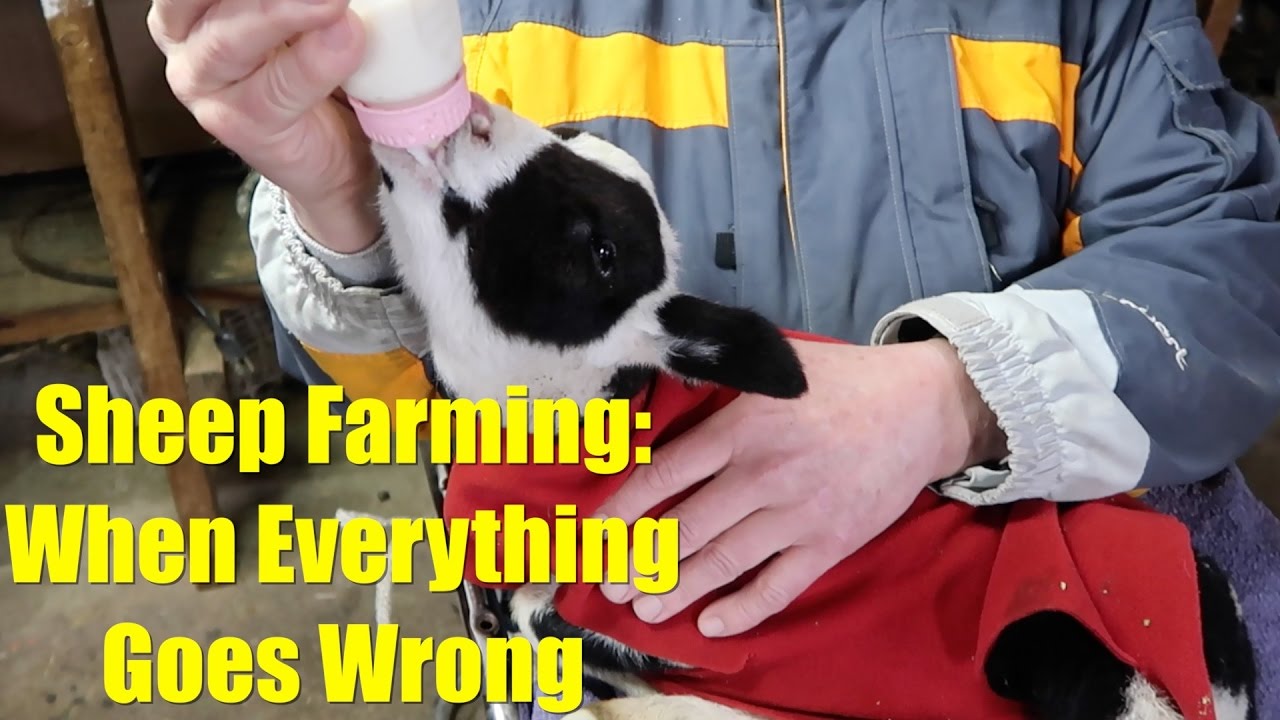 Sheep Farming: When Everything Goes Wrong - Part 1