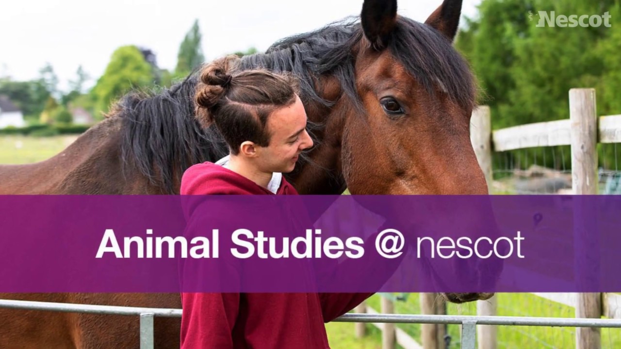 Animal Studies at Nescot