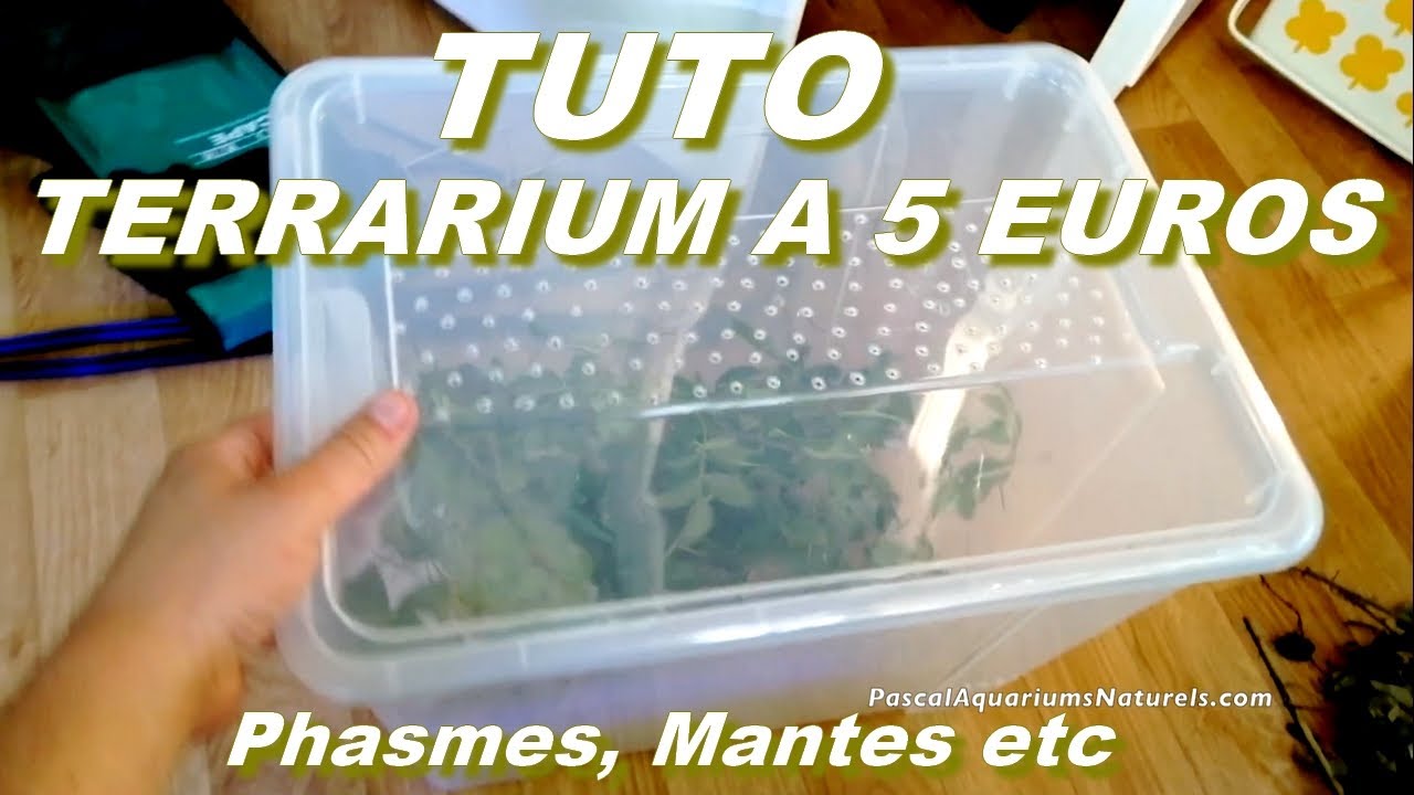 TUTO : terrarium petit prix : 5 euros ! phasme, mante religieuse etc - DIY Pascal Aquariums Naturels