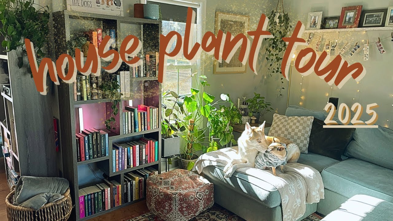2025 house plant tour 🪴 🏠 🐶 | come see my current house plant collection in our new home 🧡
