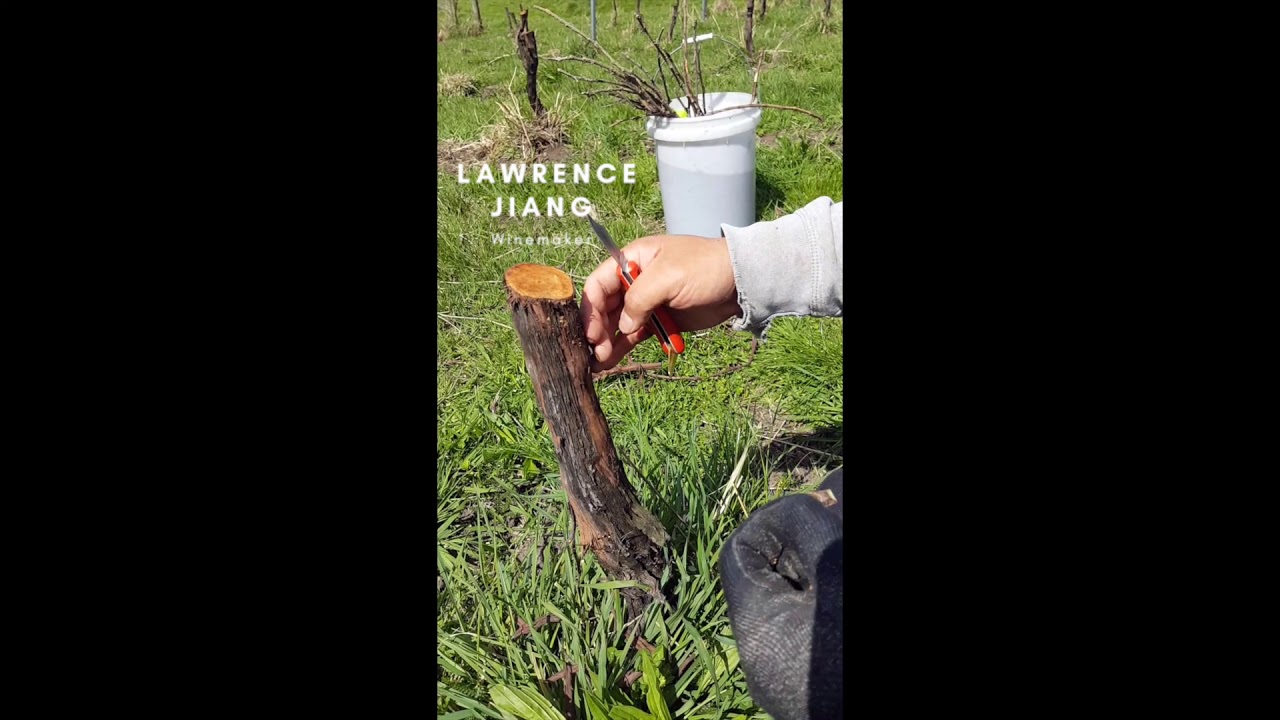 How to Grapevine Chip Budding - Grafting Technique