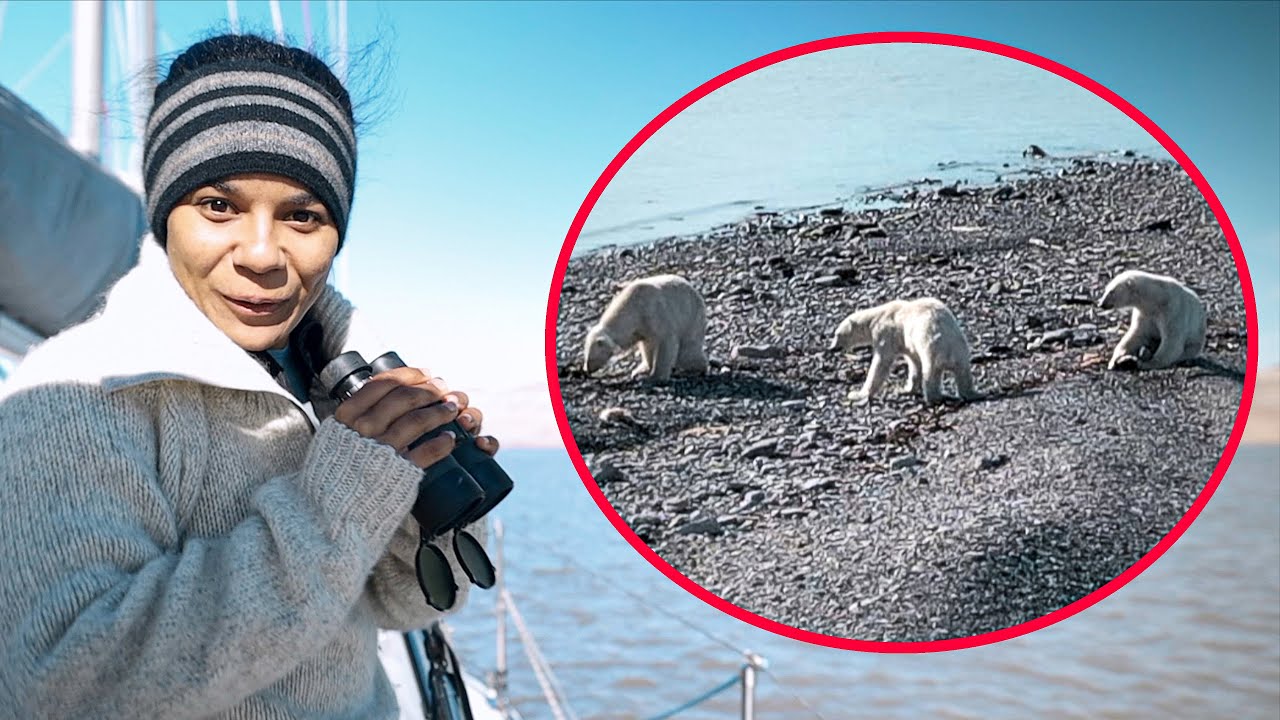 3 POLAR BEARS Next to our Boat! — Sailing Uma [Step 286]